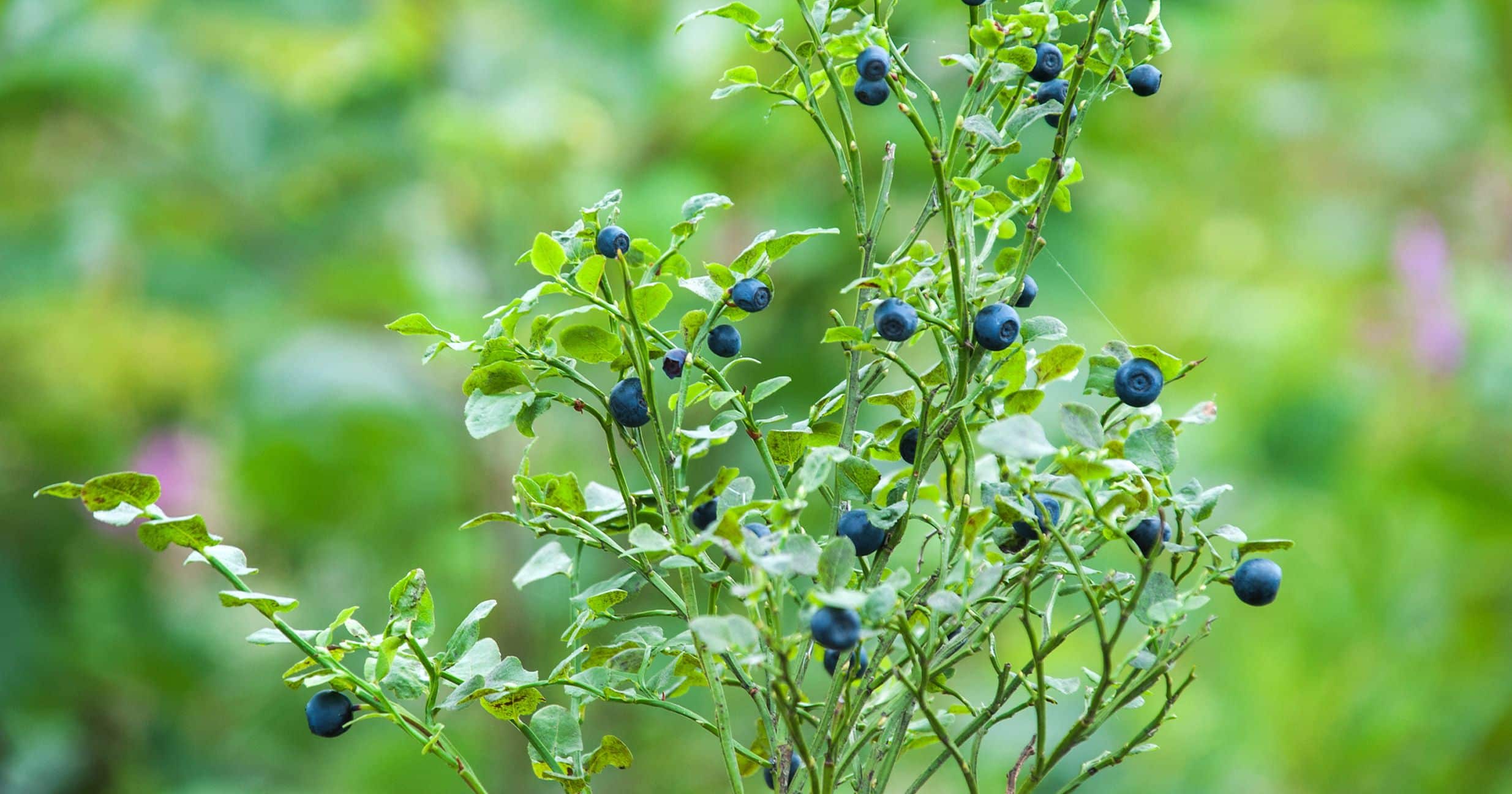 Lutein Benefits for Skin and Eye Health
