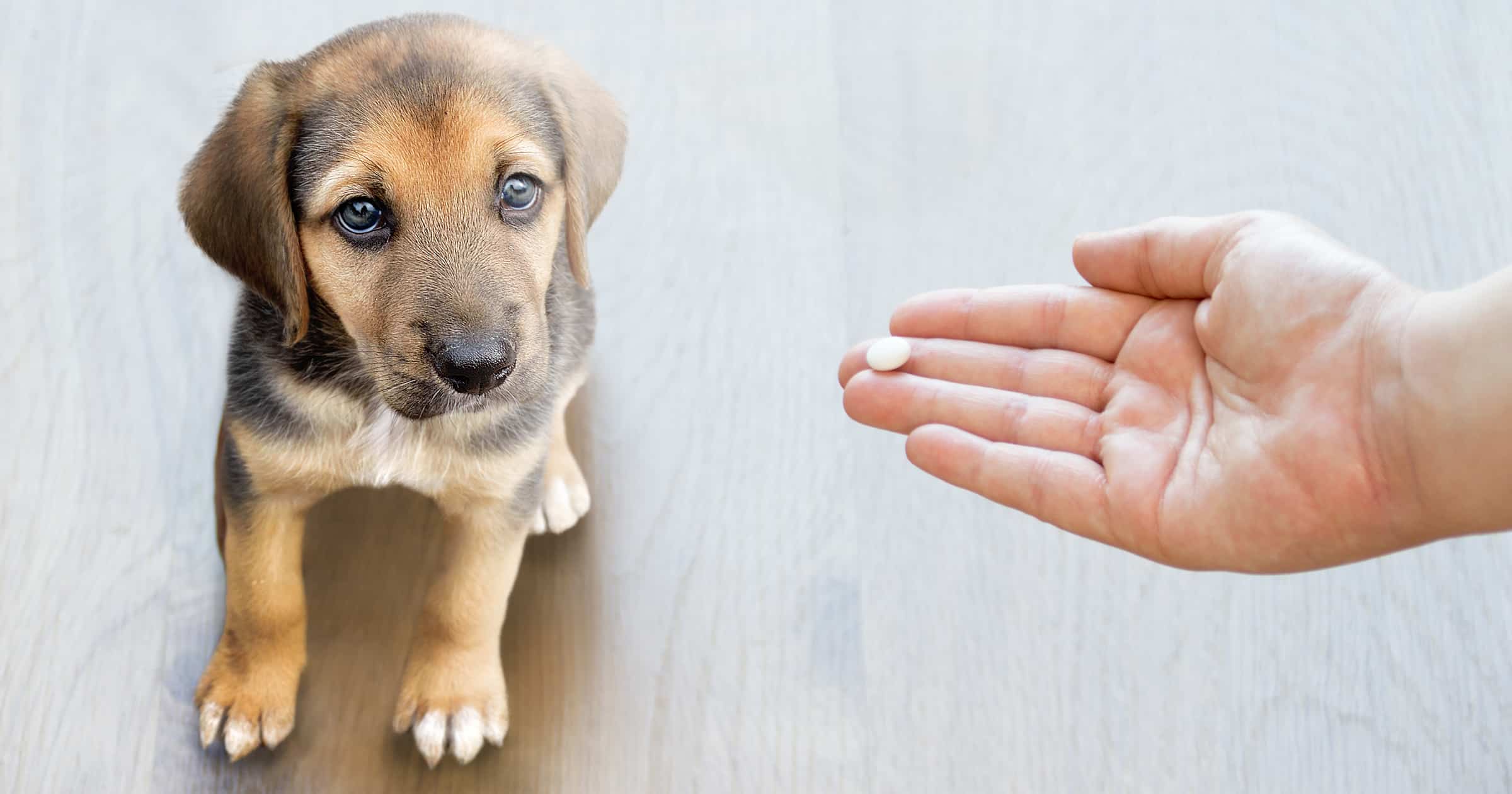 Supplements for Animals? See Why the Dallas Zoo Trusts Human Vitamins